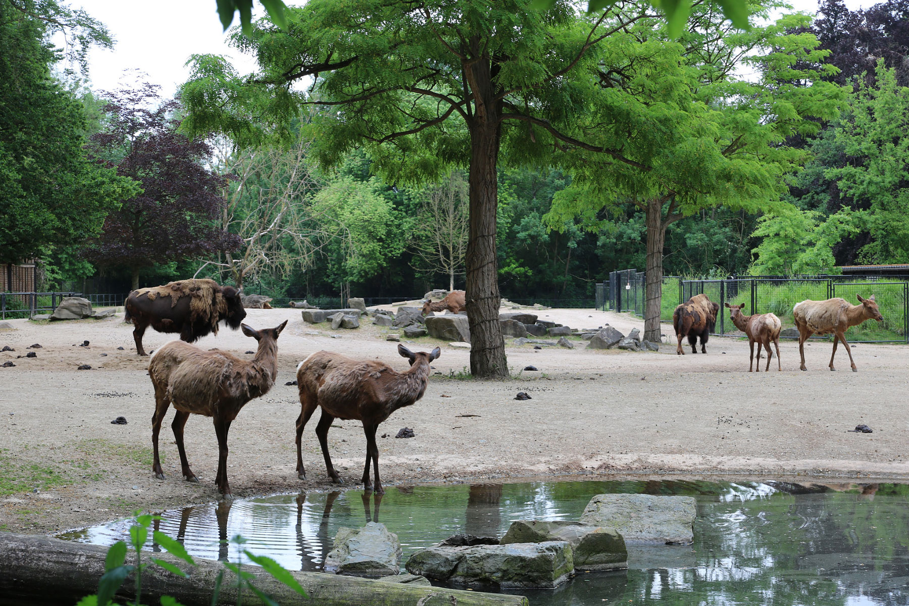 Dierenpark Planckendael